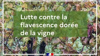 Lutte obligatoire contre la flavescence dorée de la vigne et son vecteur en région PACA – Campagne 2025